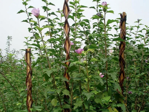 Opora za rastline pletena, vrba, 130cm