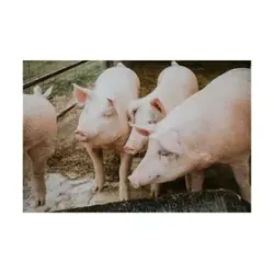 Prašiči