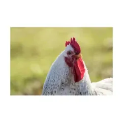 Perutnina